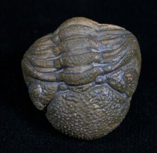 Very Detailed Enrolled Barrandeops (Phacops) Trilobite #4737